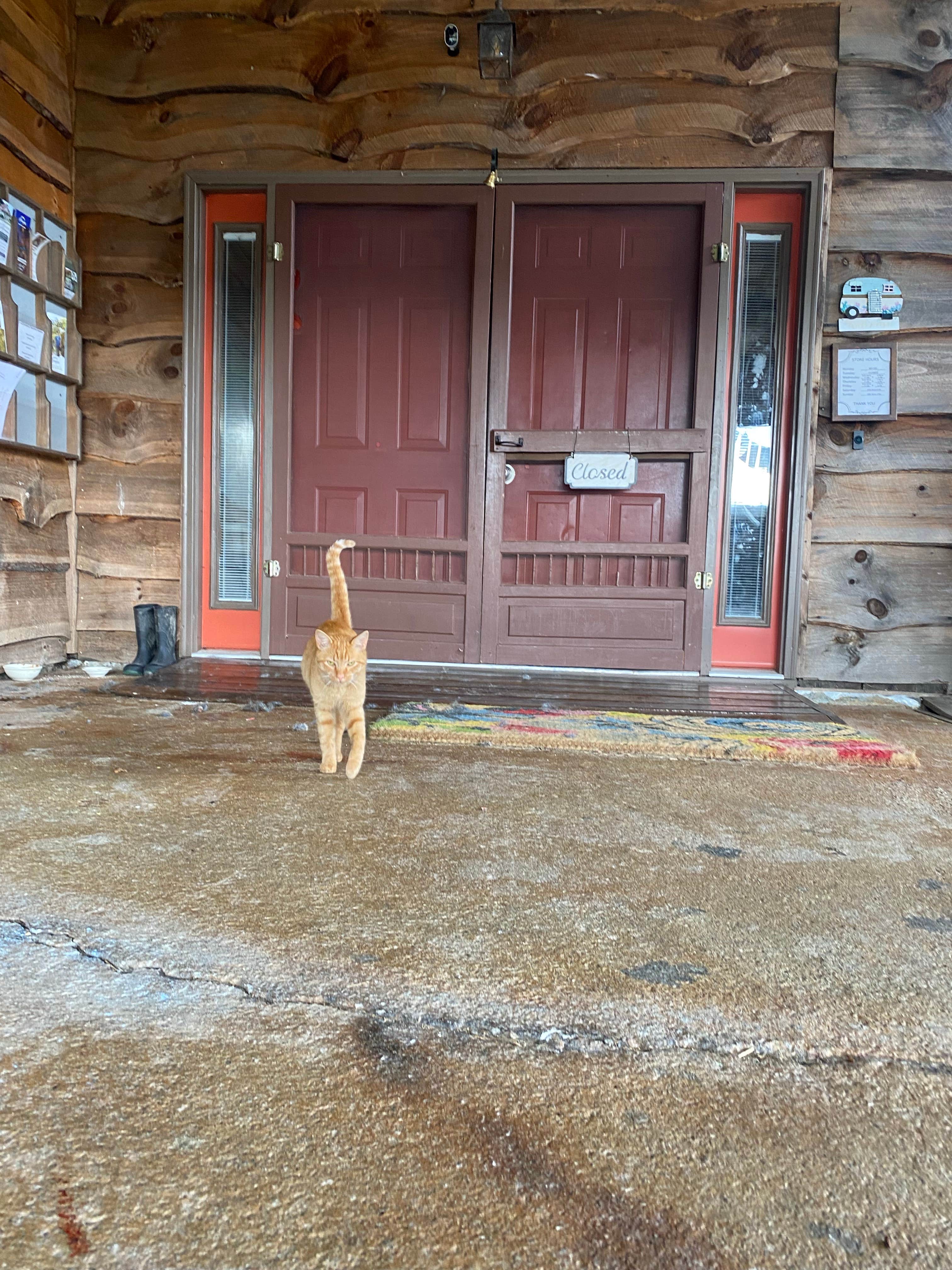 Taylor's photo of camping with pets at Creeper Trail Campground near Troutdale, VA