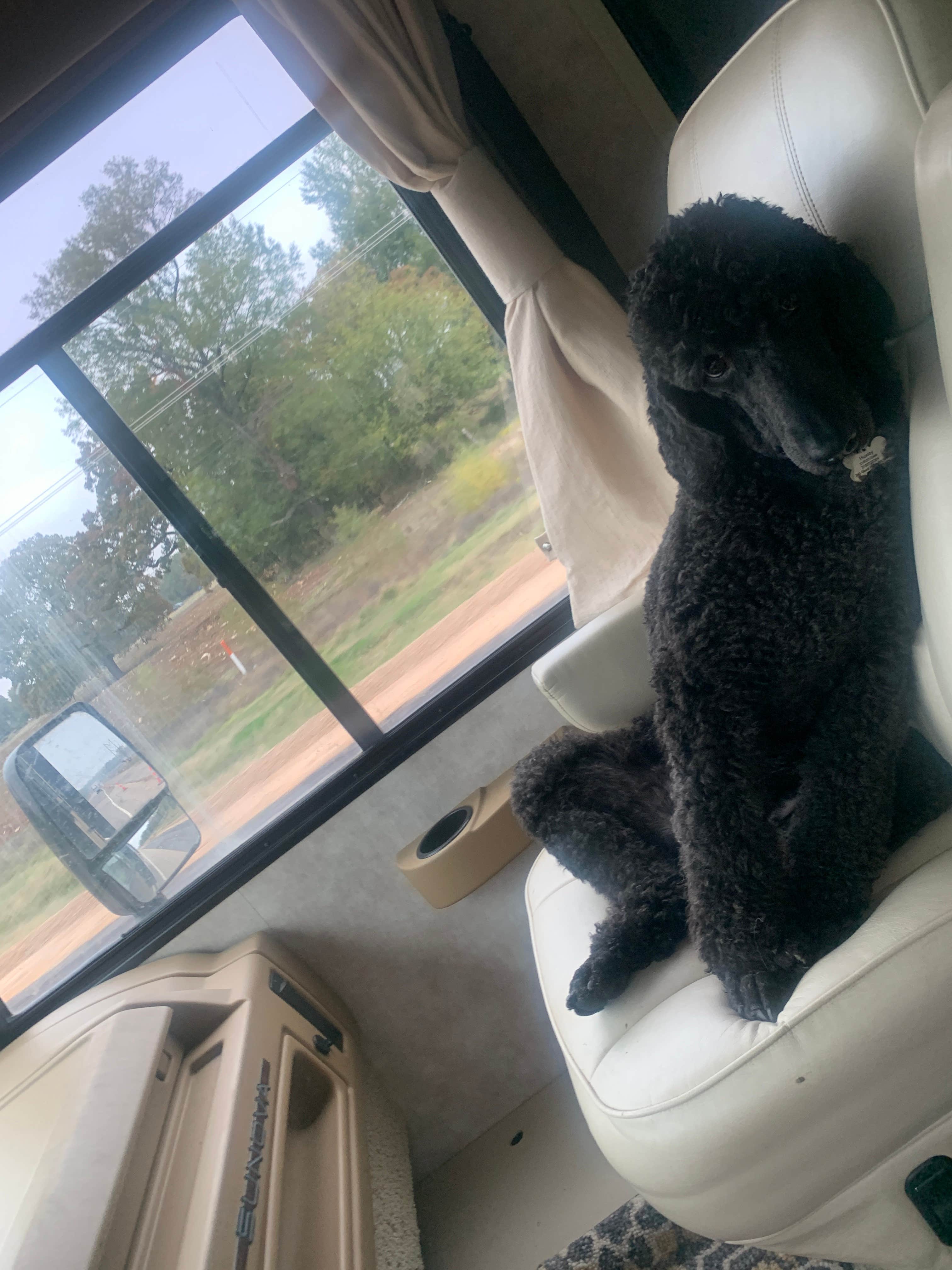 Alivia R.'s photo of camping with pets at Raymond Gary State Park Campground near Hugo Lake