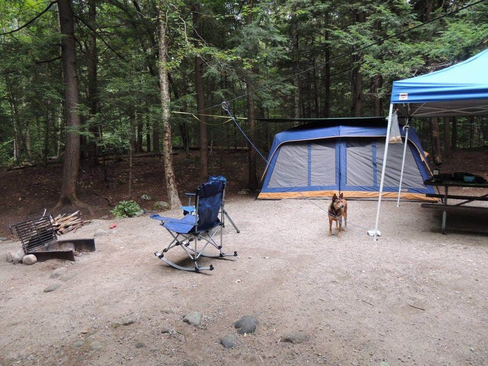 Tina D.'s photo of camping with pets at Hancock Campground near West Newbury, VT