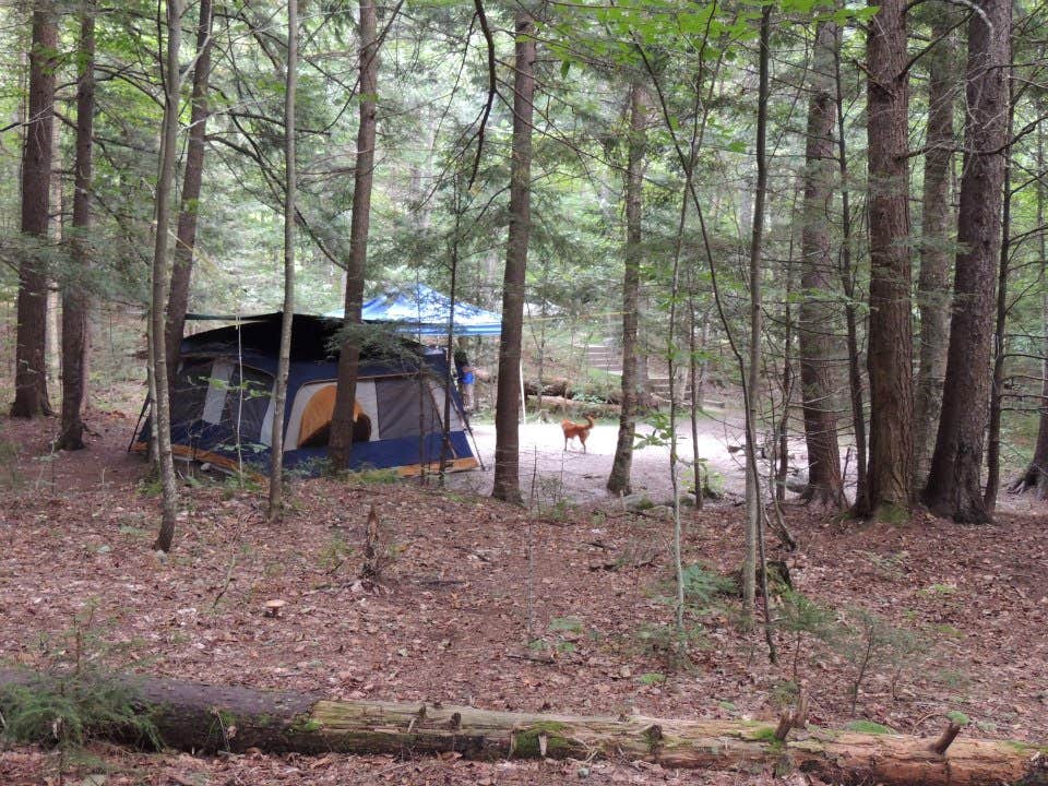 Tina D.'s photo at Hancock Campground near Lincoln, NH