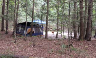 Tina D.'s photo at Hancock Campground near Lincoln, NH