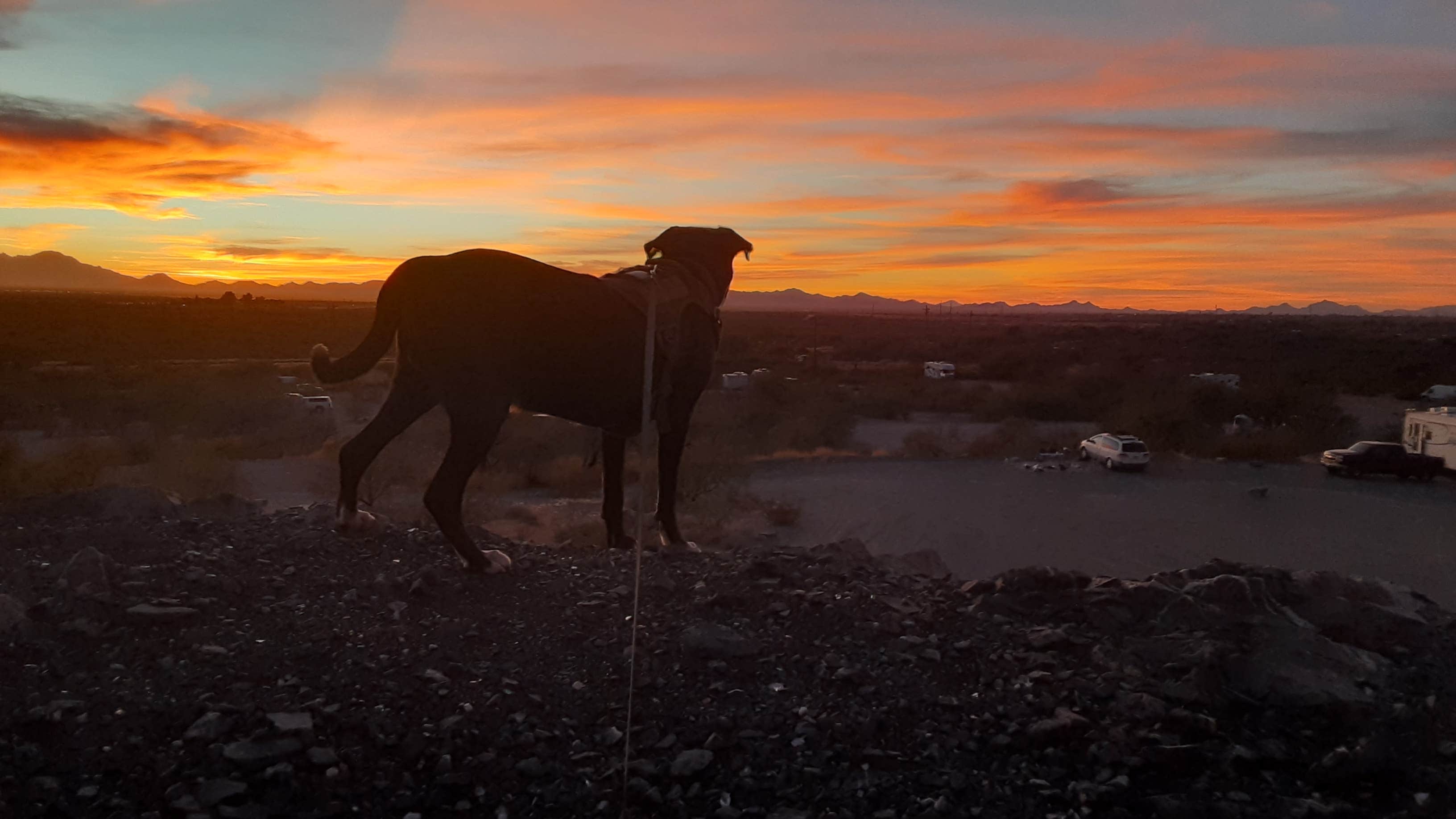 Silas T.'s photo of camping with pets at Snyder Hill BLM Camping Area near Tucson, AZ