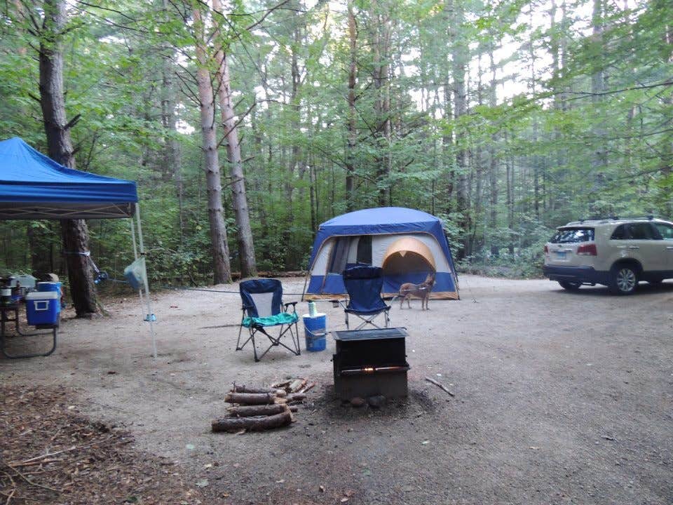 Tina D.'s photo at Passaconaway Campground near Waterville Valley, NH