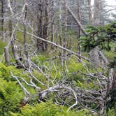 Review photo of Cobscook Bay State Park by Tina D., September 16, 2018