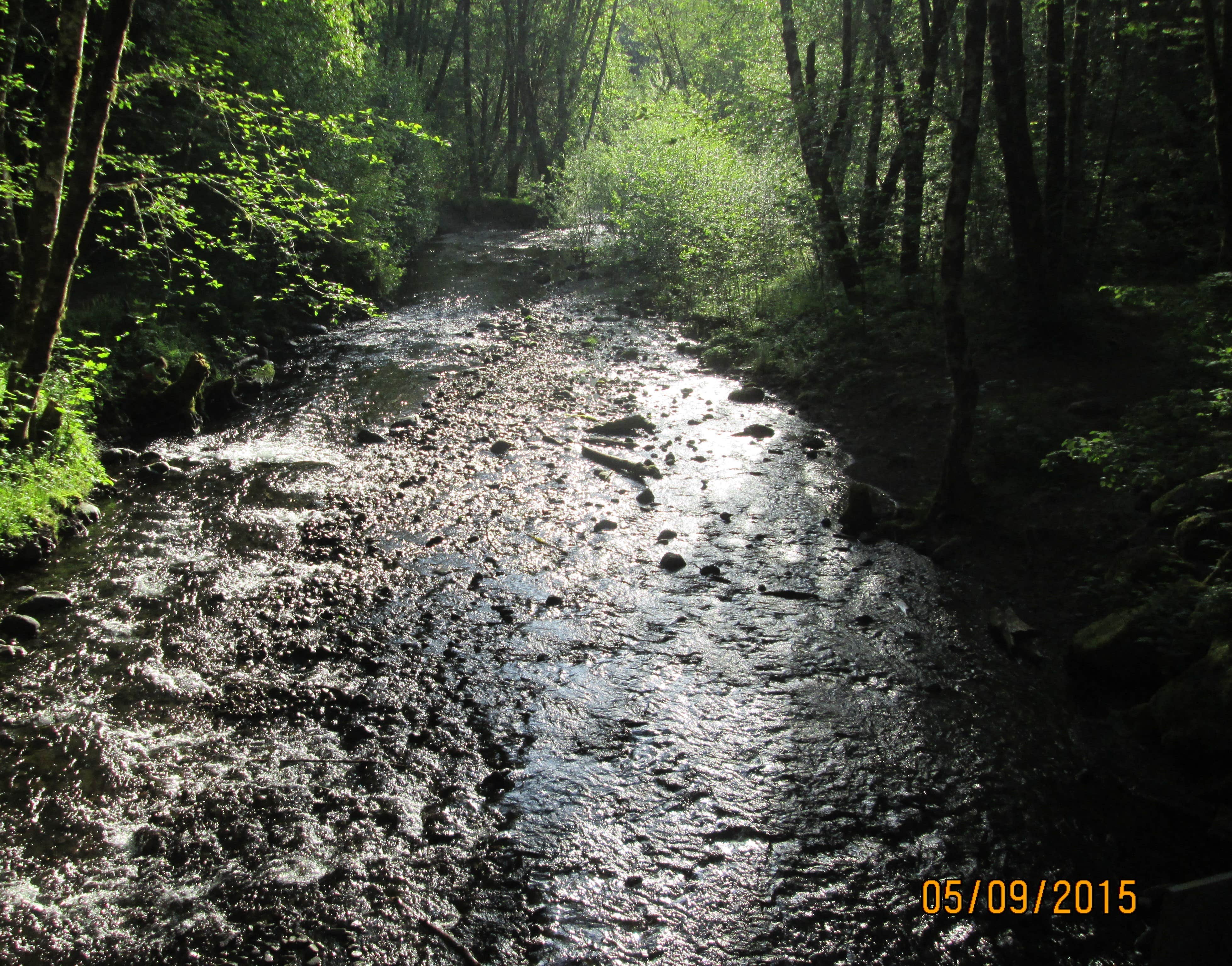 Camper submitted image from Gales Creek Campground - 4