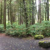 Review photo of Tillamook State Forest Nehalem Falls Campground by Bjorn S., September 16, 2018