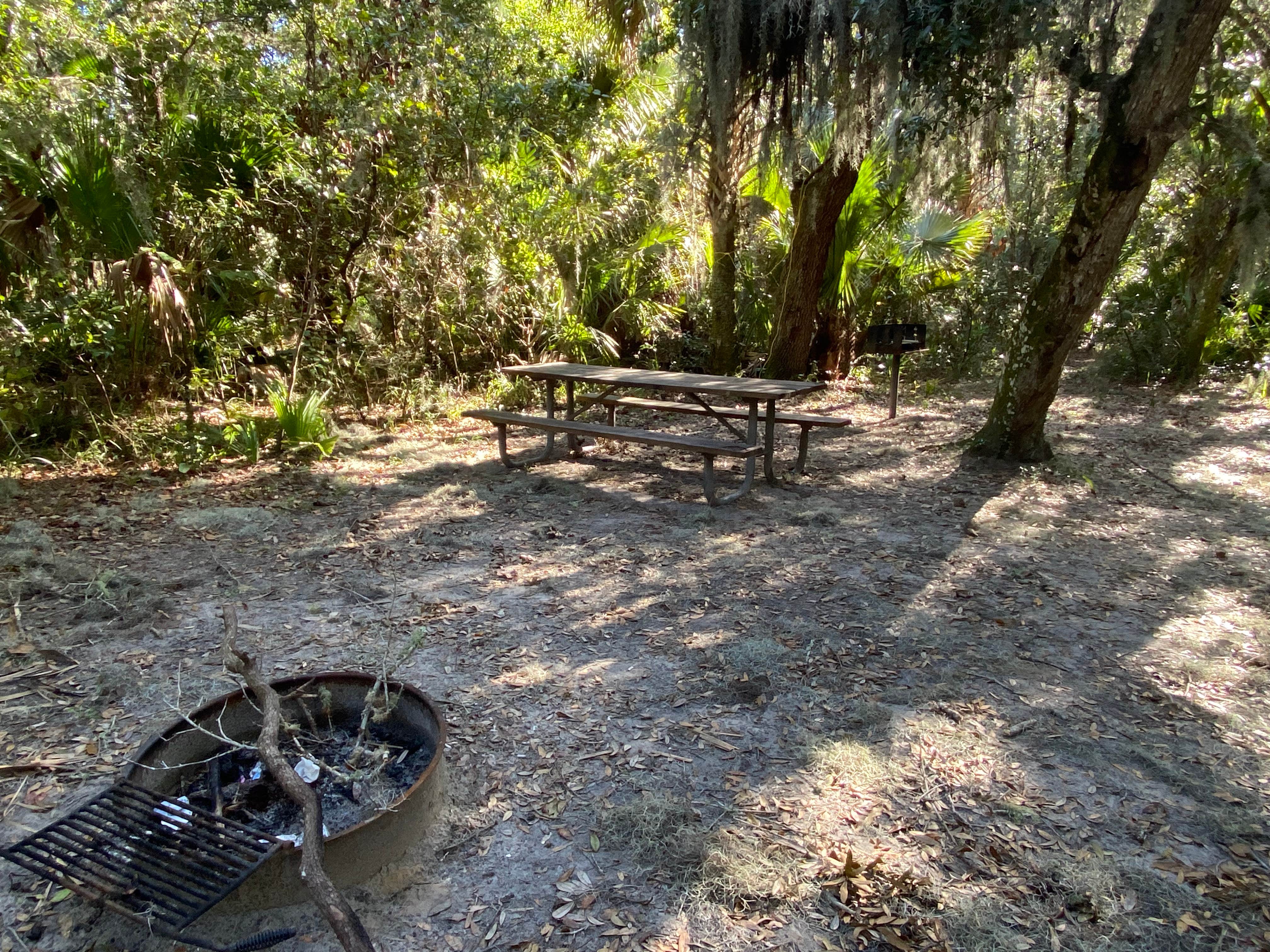 Camper submitted image from Matanzas State Forest - 3