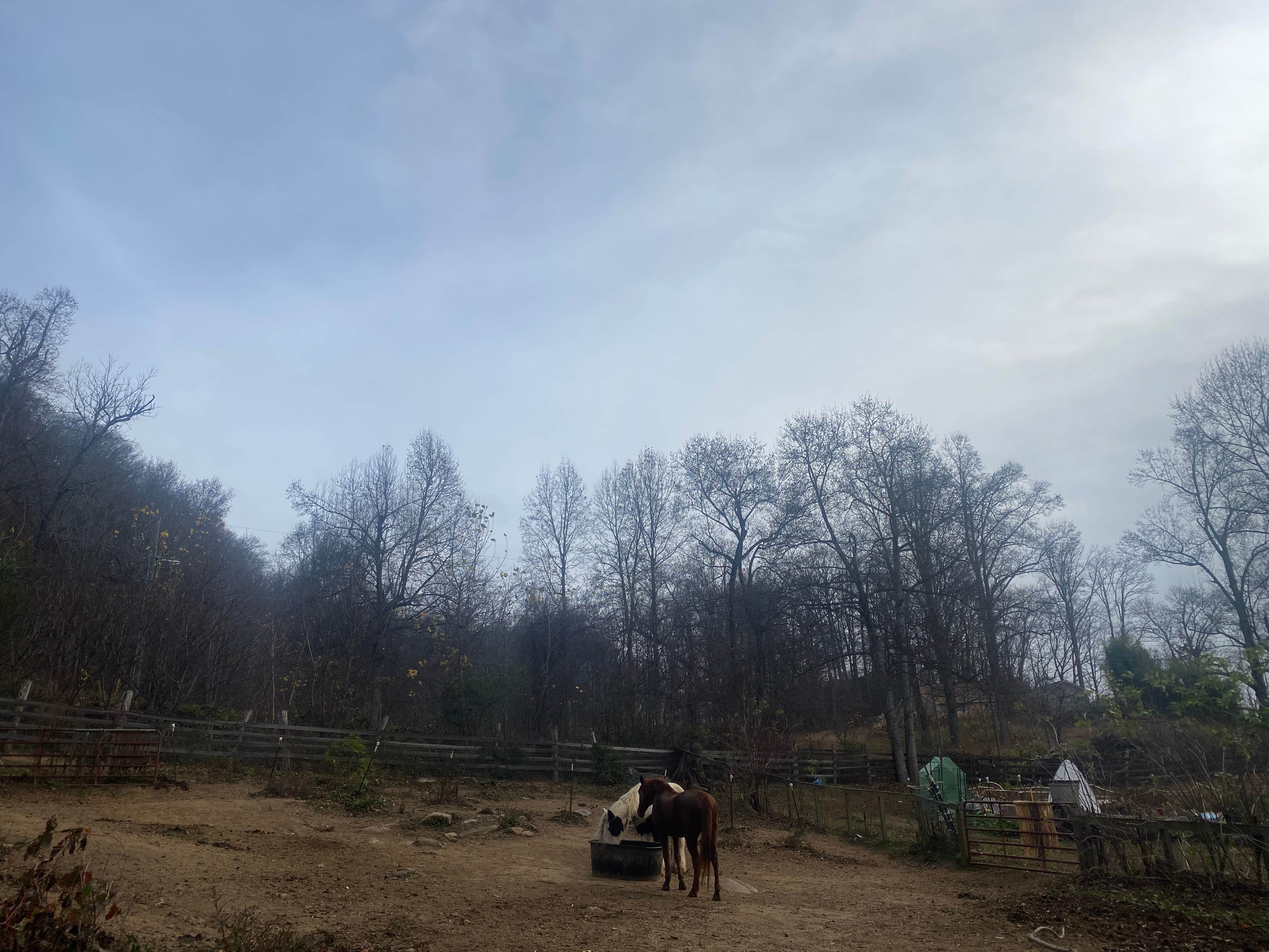Taylor's photo of camping with a horse at Paradise Ridge Permaculture near Pisgah Forest, NC