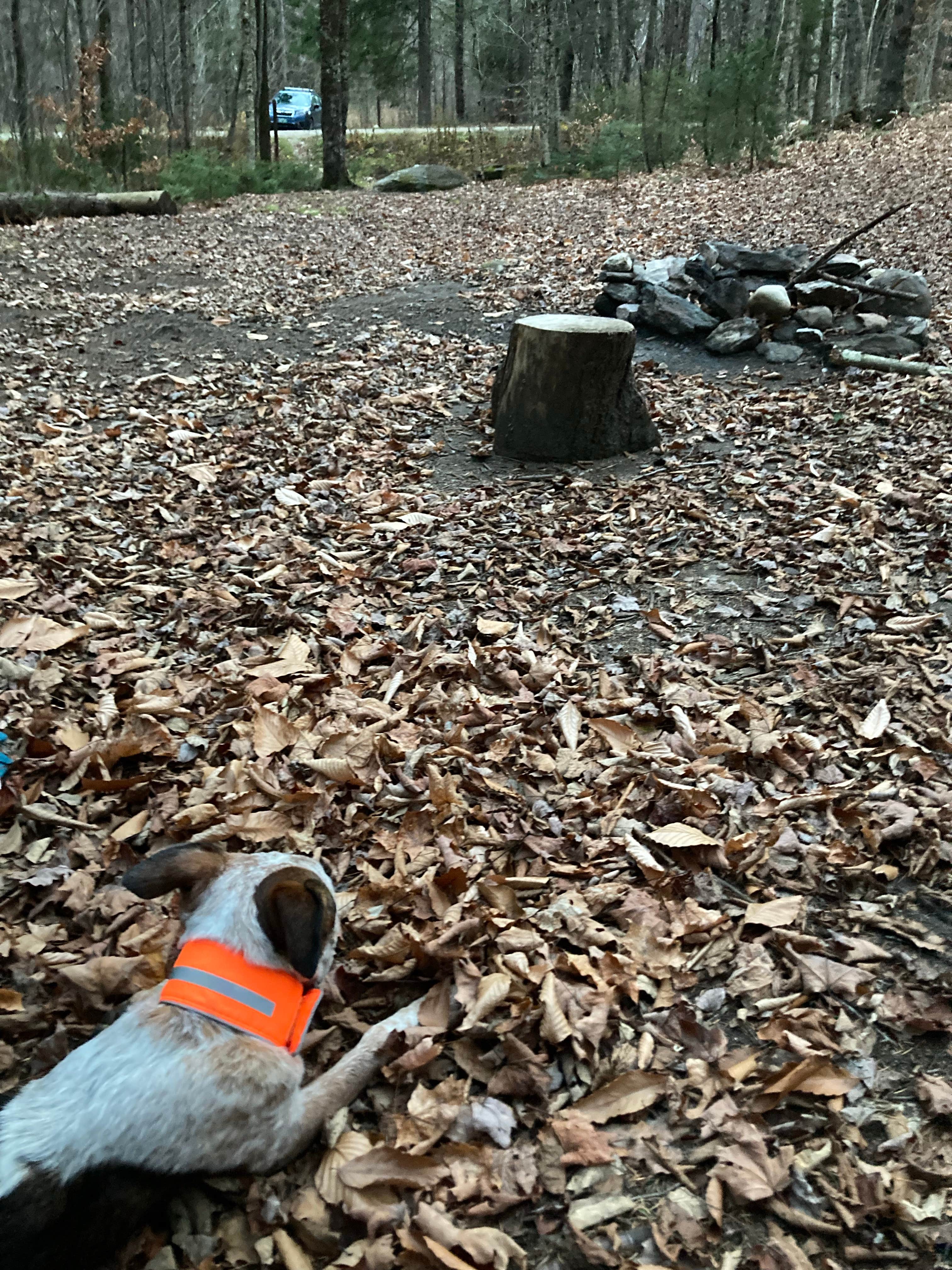 Camper-submitted photo at Bingo near Poultney, VT