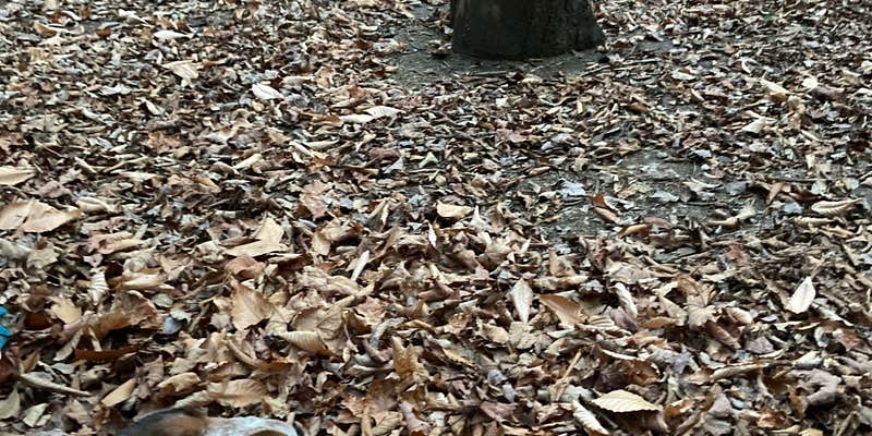 Camper submitted image from Bingo