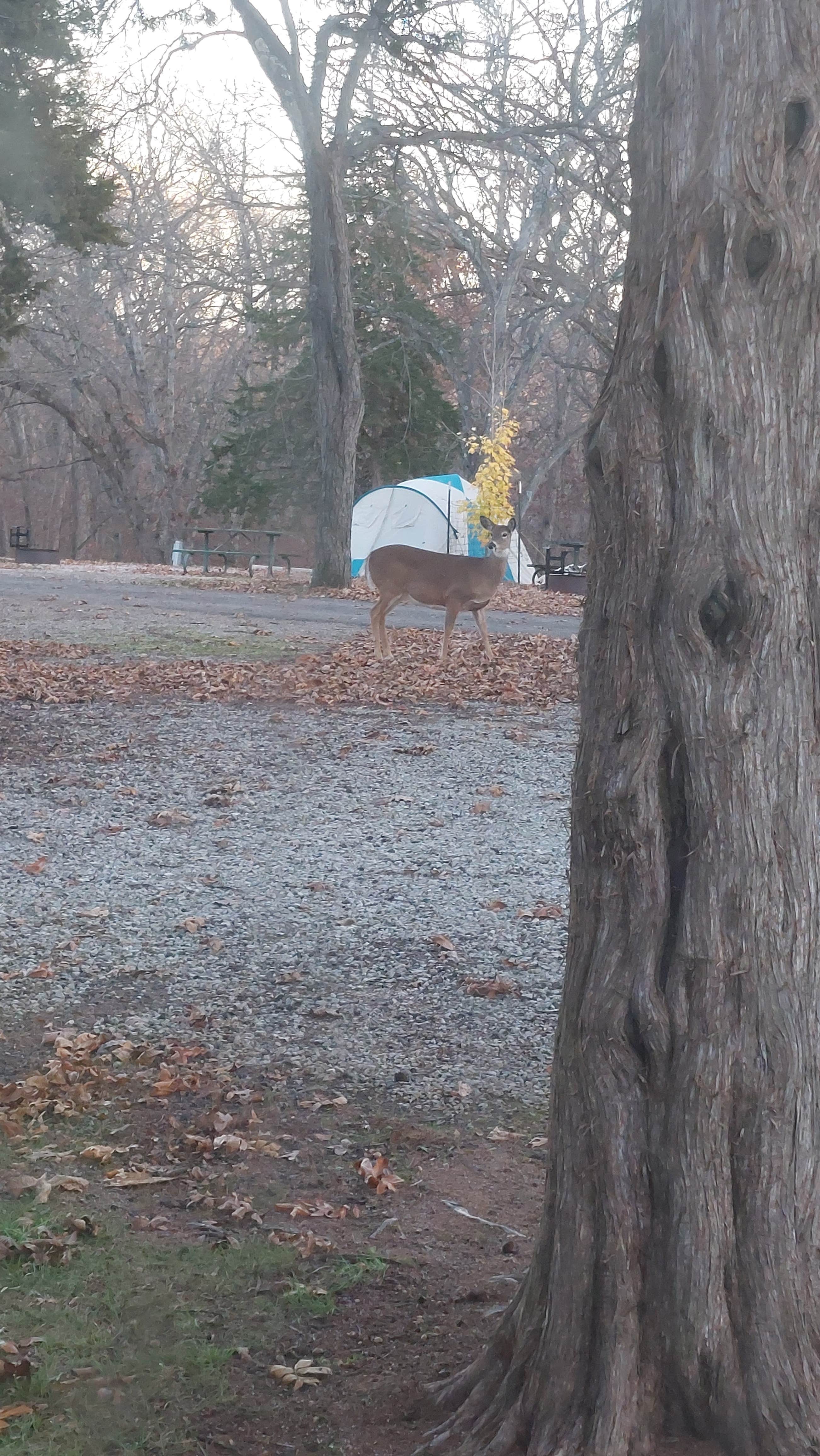 Camper submitted image from Lacey Keosauqua State Park Campground - 3