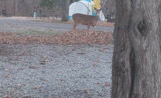 Melissa W.'s photo at Lacey Keosauqua State Park Campground near Centerville, IA