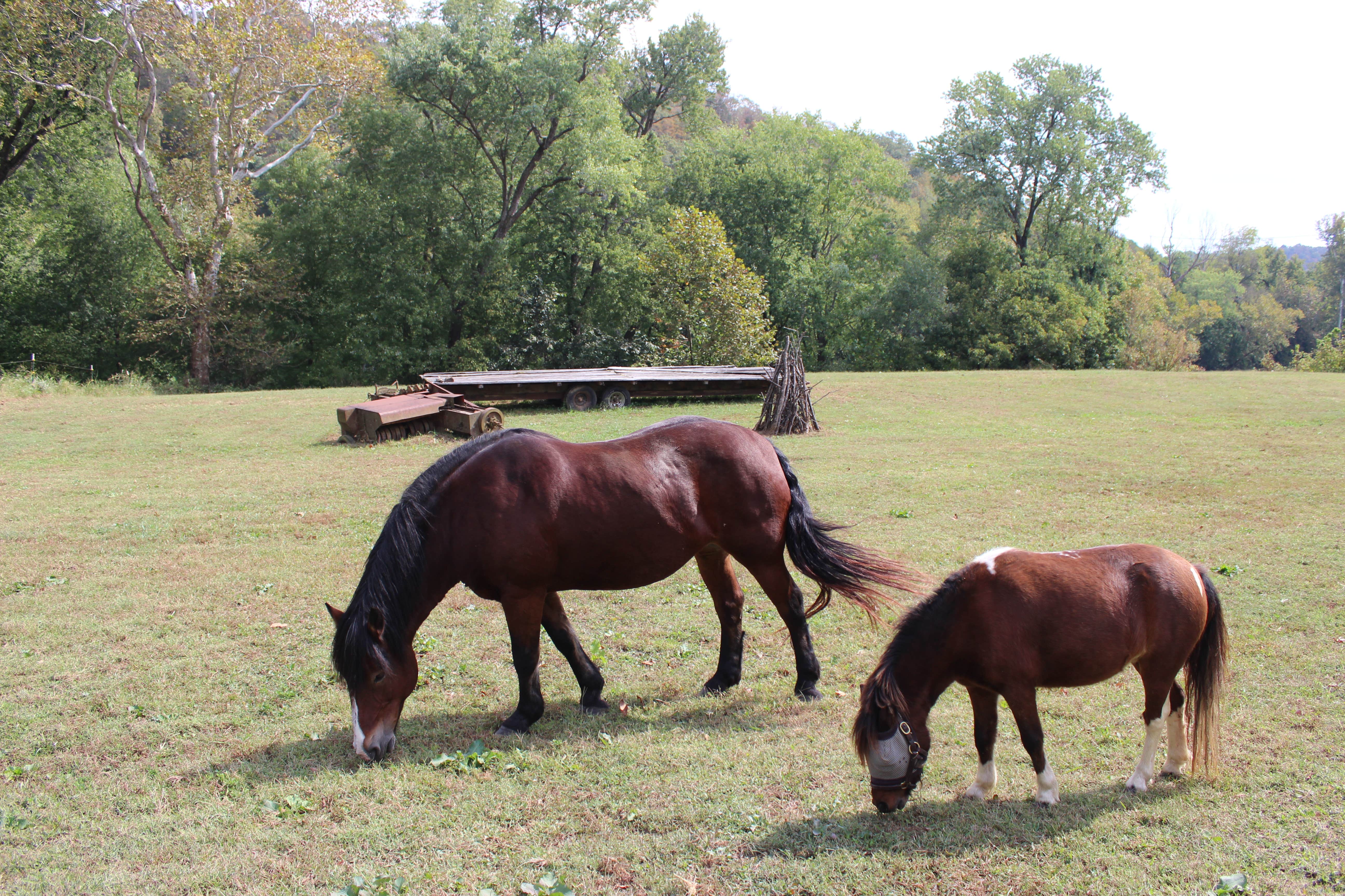 Camper-submitted photo at Wildcat Creek Farm near Stanford, KY