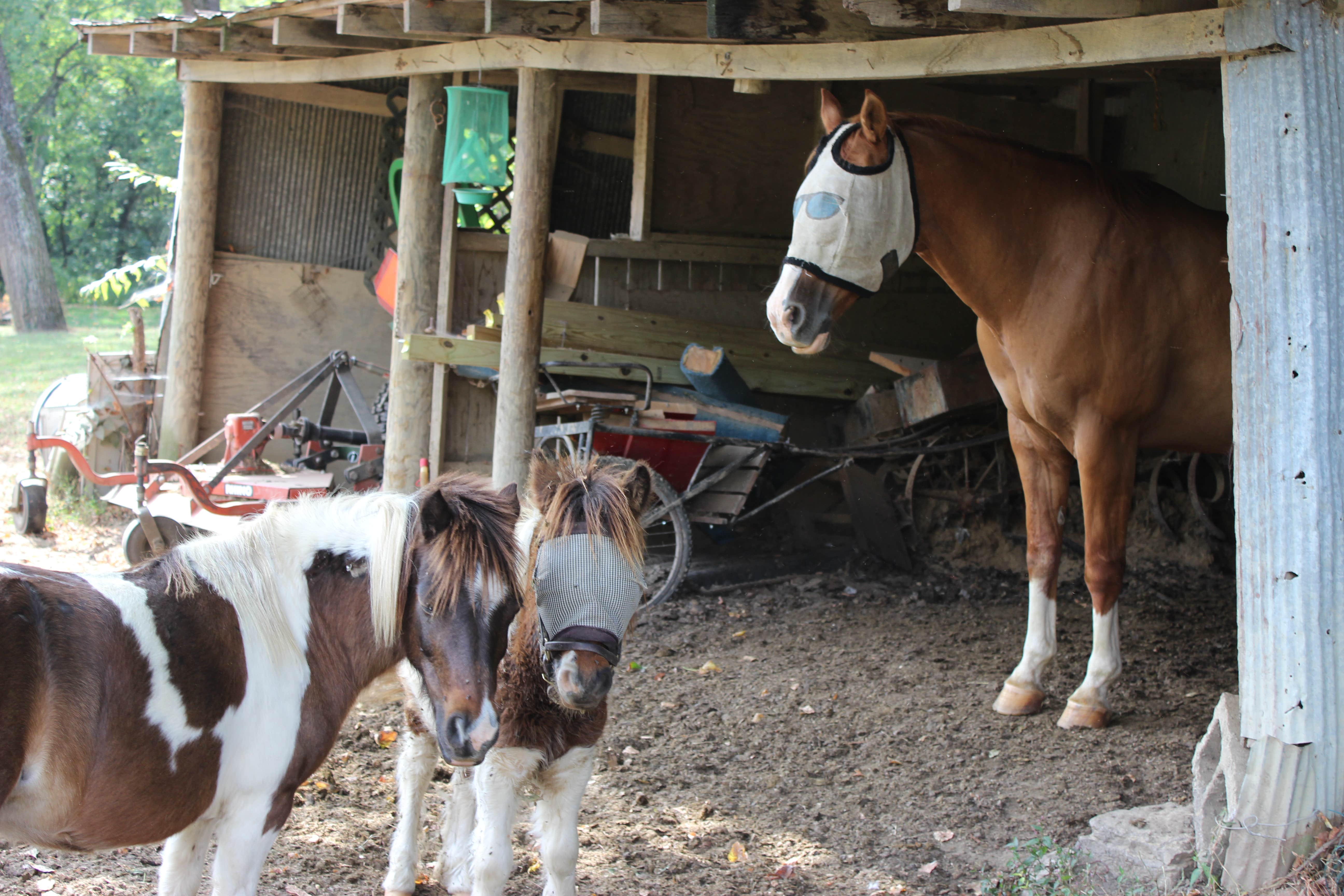 Camper-submitted photo at Wildcat Creek Farm near Stanford, KY