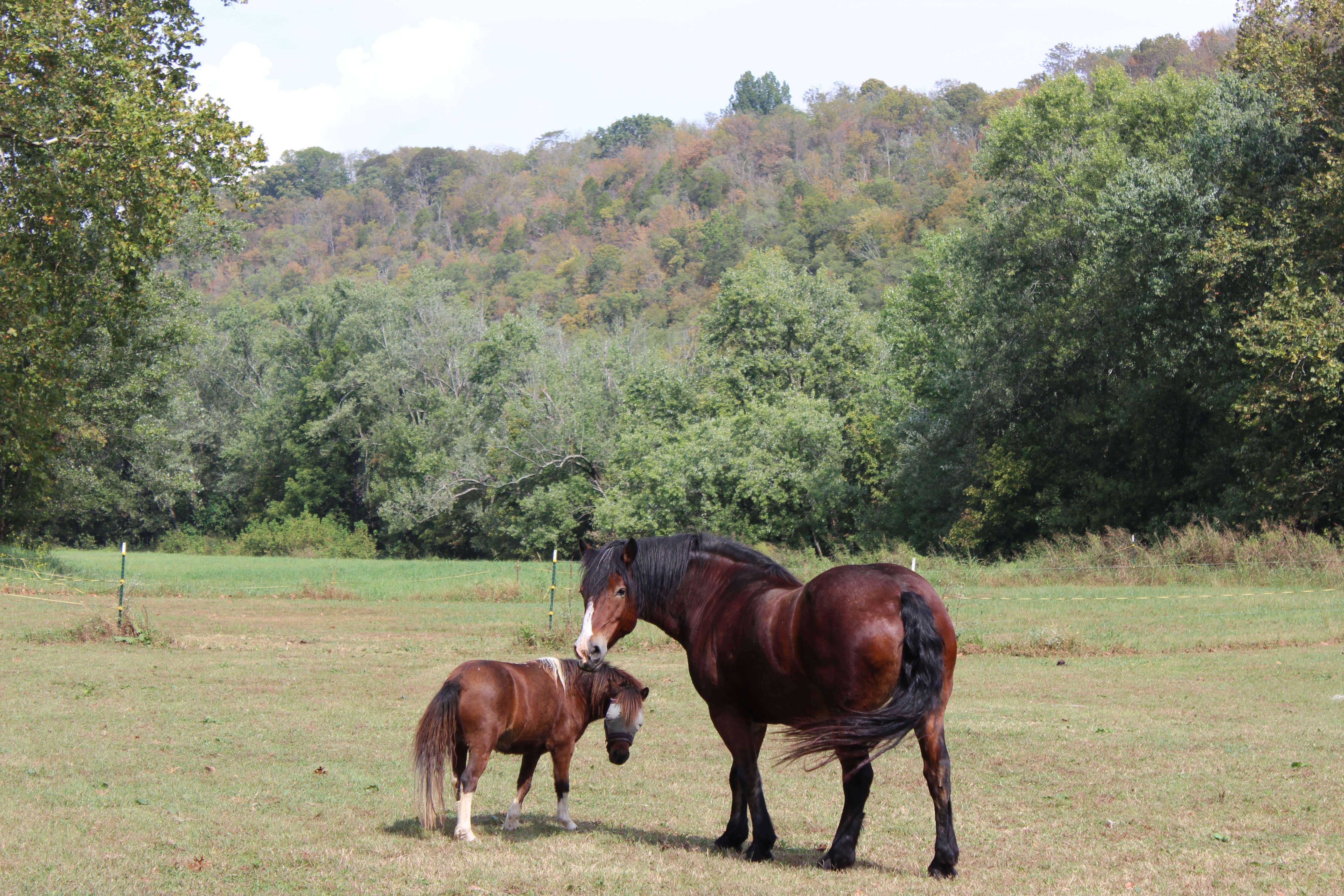 Camper-submitted photo at Wildcat Creek Farm near Lexington, KY