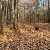 Review photo of Firefly Lake — Northern Highland State Forest by Scott M., November 11, 2022