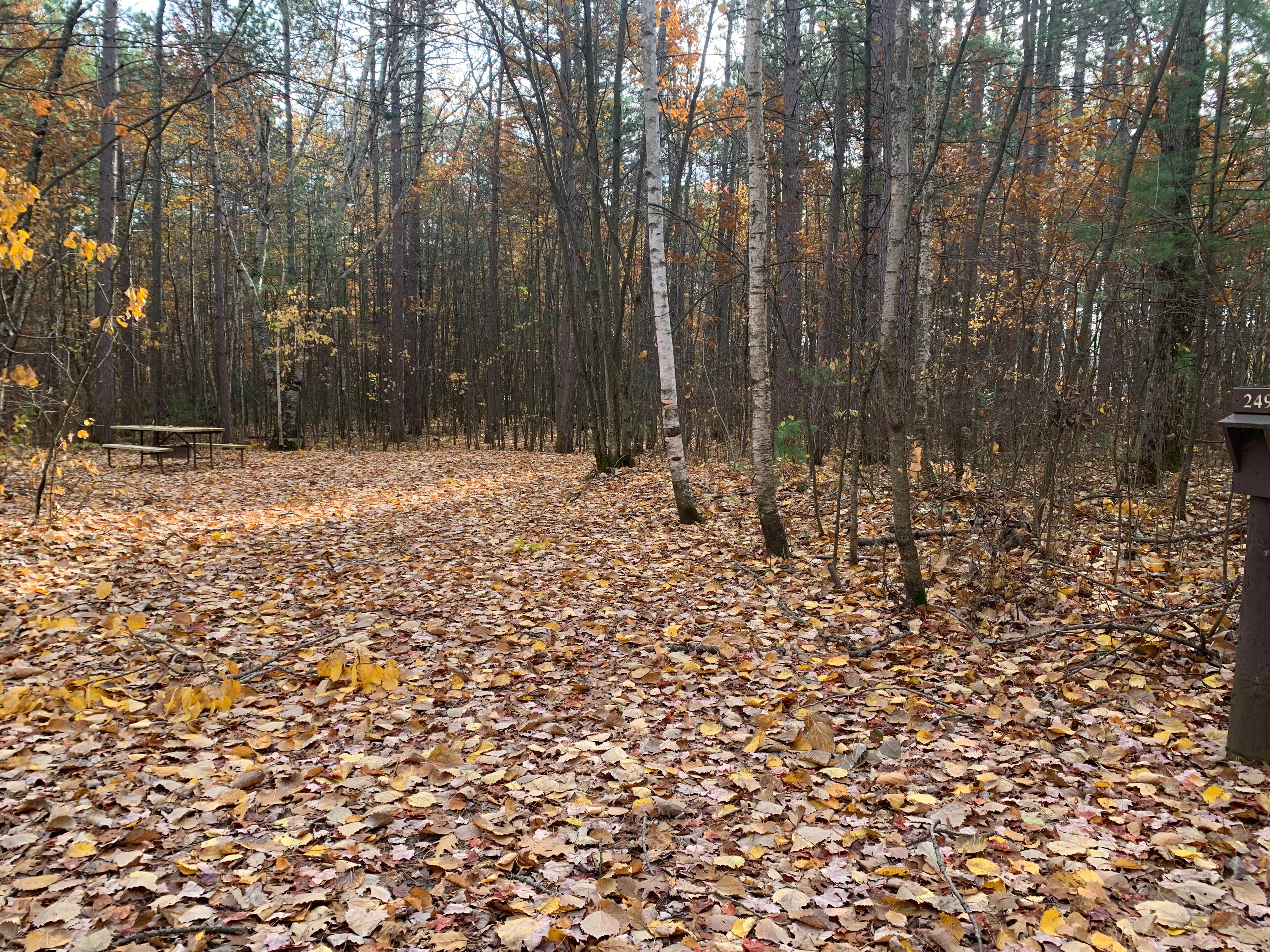 Camper submitted image from Firefly Lake — Northern Highland State Forest - 5