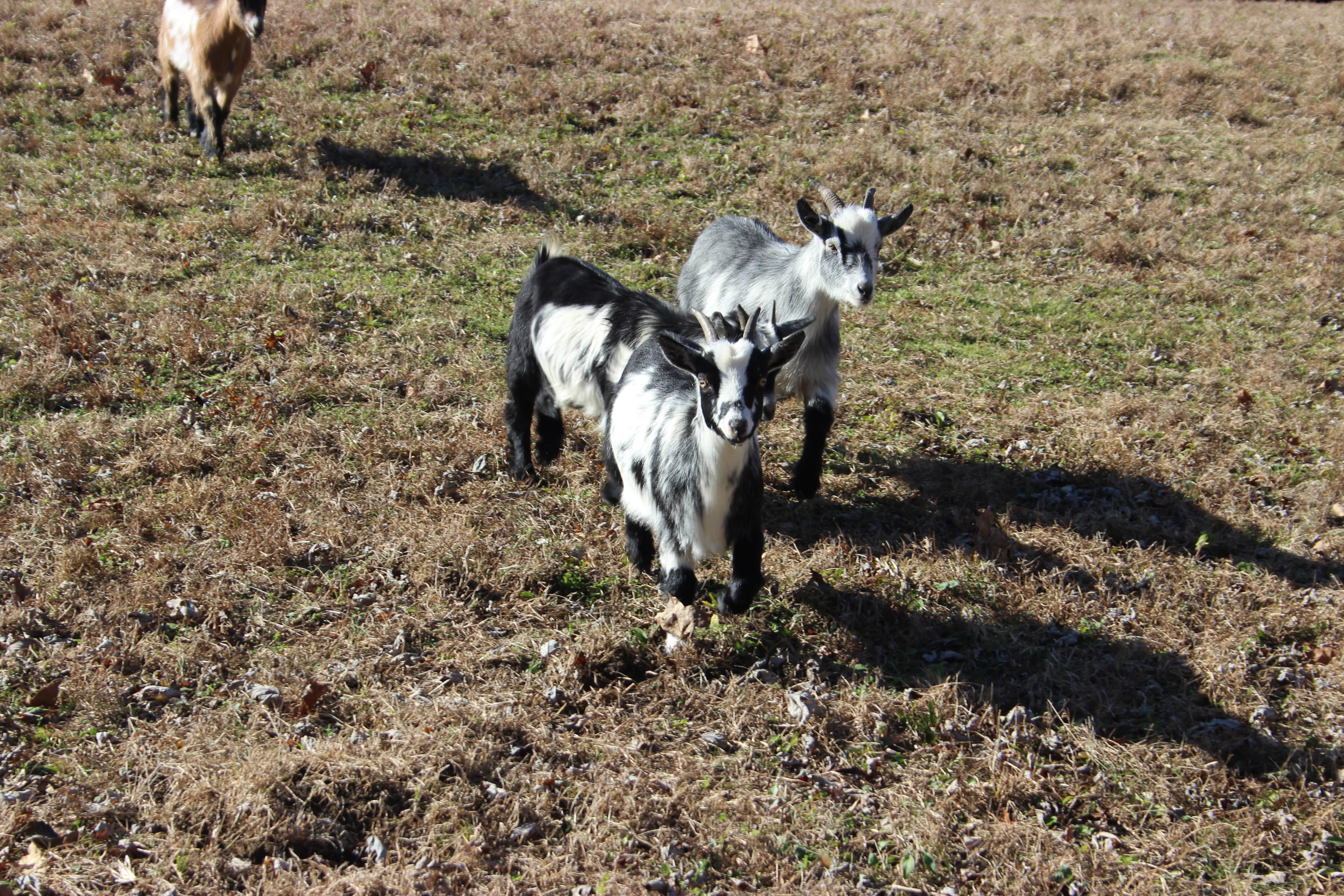 john I.'s photo of camping with pets at Wildcat Creek Farm near Georgetown, KY