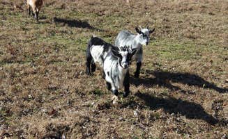 john I.'s photo of camping with pets at Wildcat Creek Farm near Lexington, KY