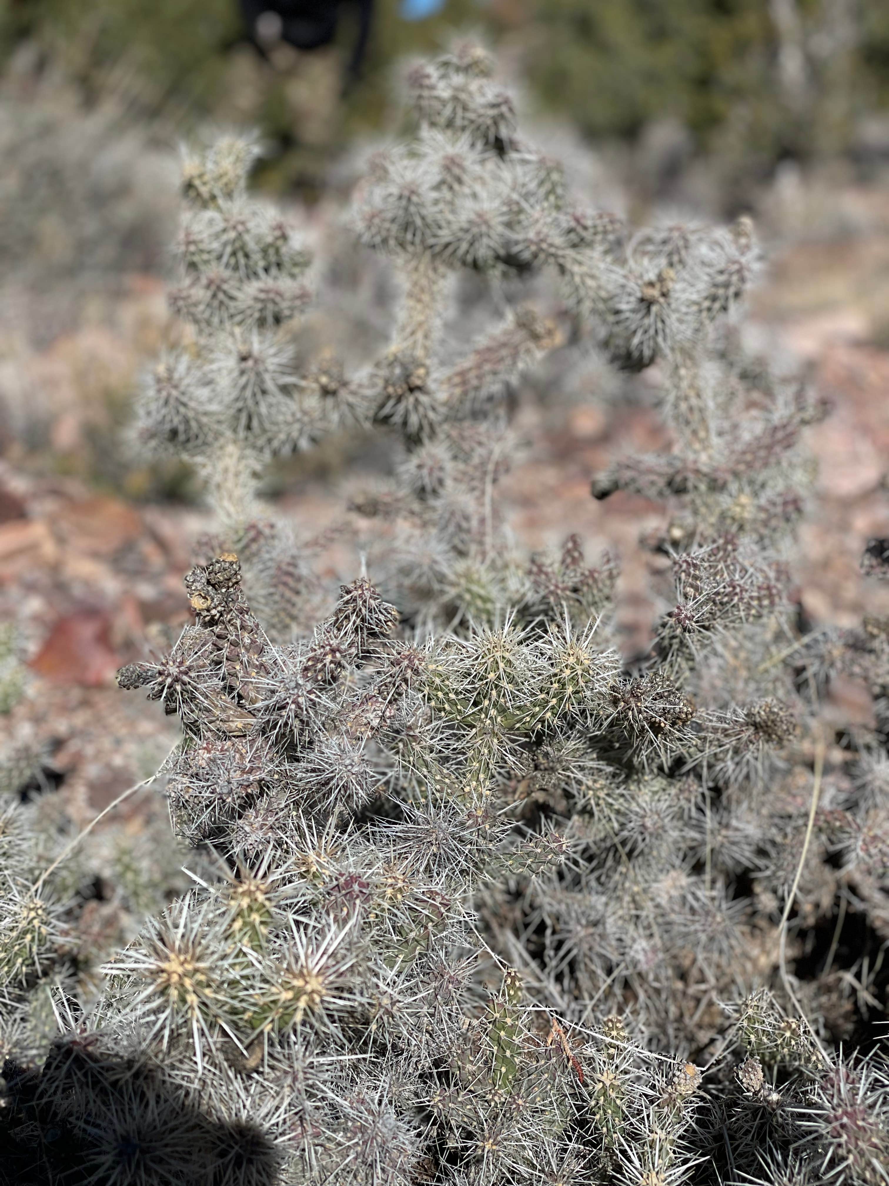 Camper-submitted photo at Pioche City Park near Panaca, NV