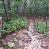 Review photo of Uwharrie National Forest by Marvin D., November 11, 2022