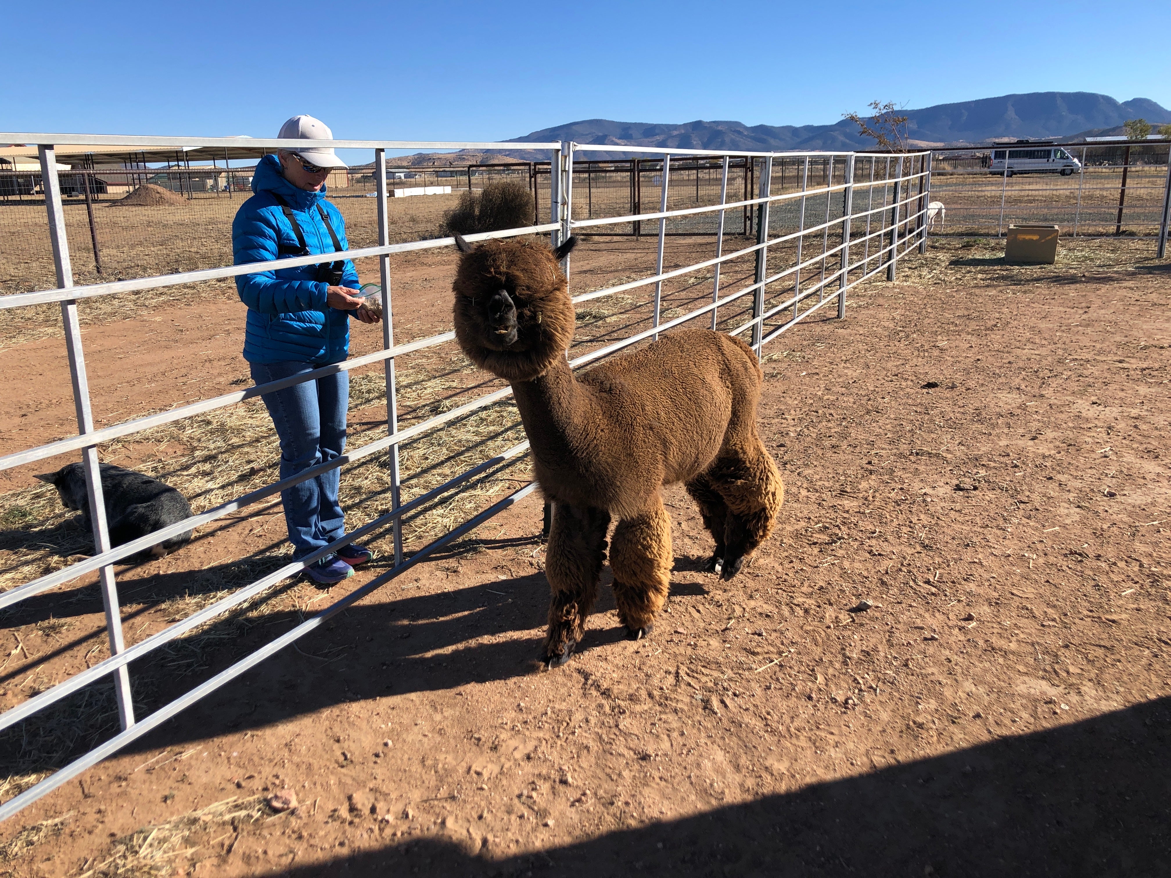 Camper submitted image from Plum Creek Alpacas - 2