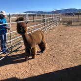 Review photo of Plum Creek Alpacas by Reed M., November 11, 2022