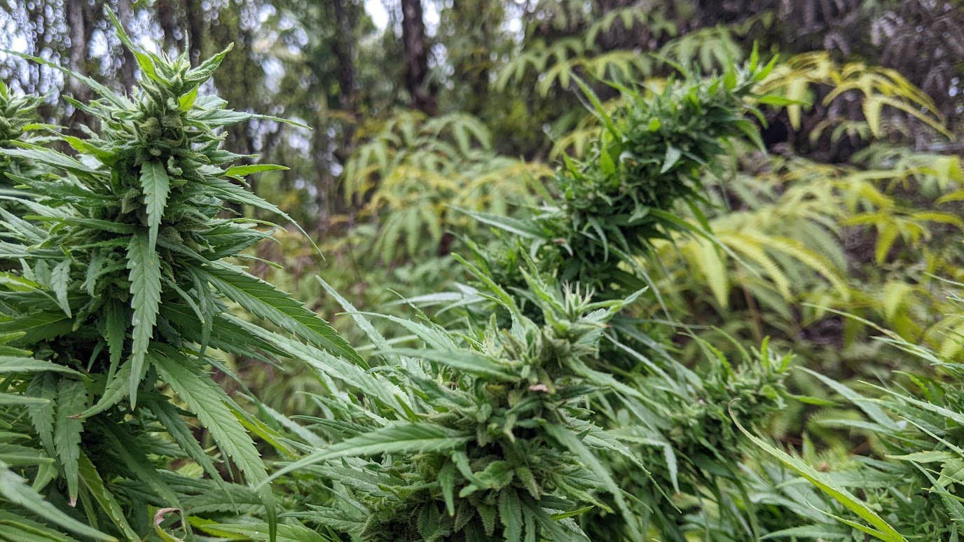 Camper-submitted photo at Treehouse.Farm near Hilo, HI