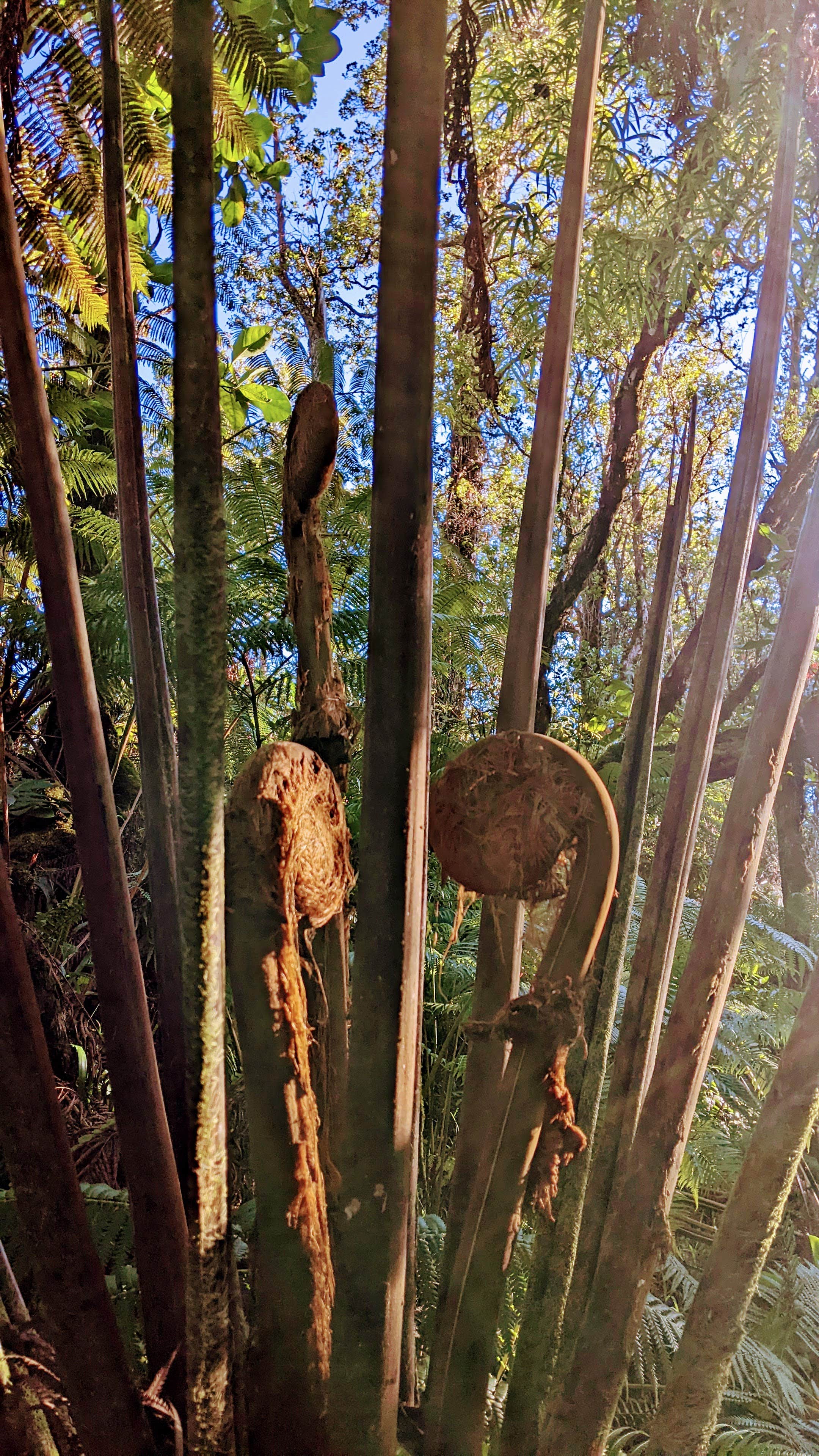 Camper-submitted photo at Treehouse.Farm near Hilo, HI