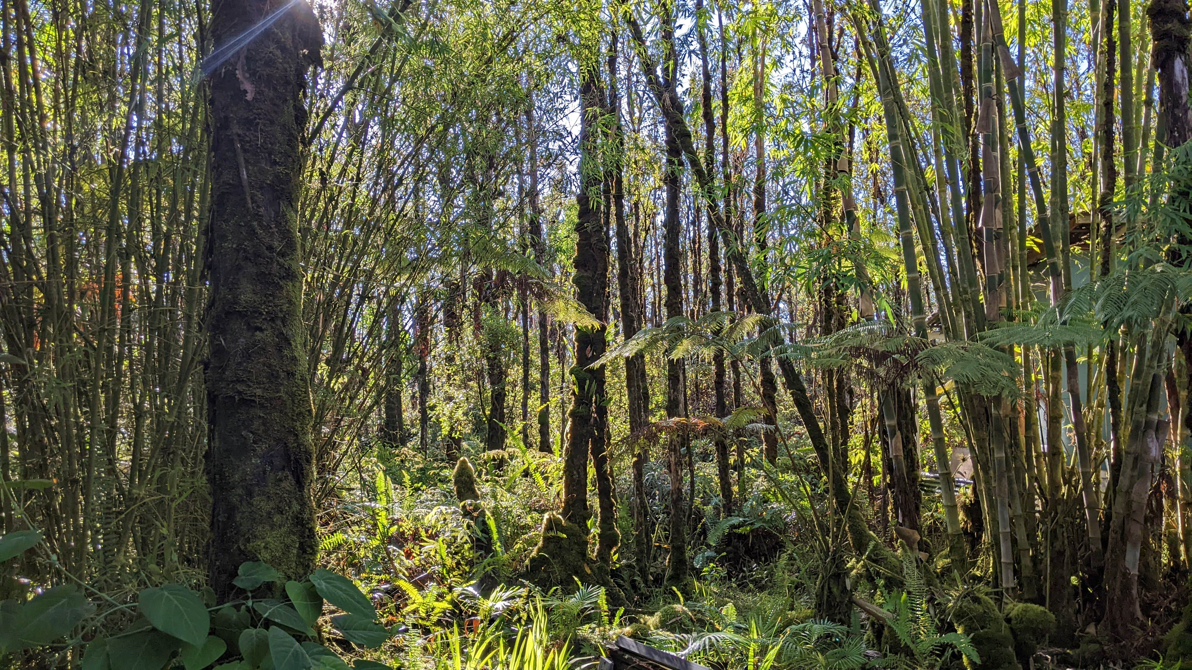 Camper-submitted photo at Treehouse.Farm near Hilo, HI