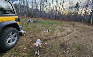 Michele N.'s photo of camping with pets at NFR 273 Dispersed Camping Spot near Williamstown, MA
