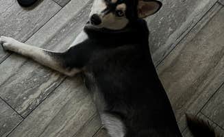 Erik P.'s photo of camping with pets at Camp Margaritaville RV Resort and Cabana Cabins Auburndale near Winter Haven, FL