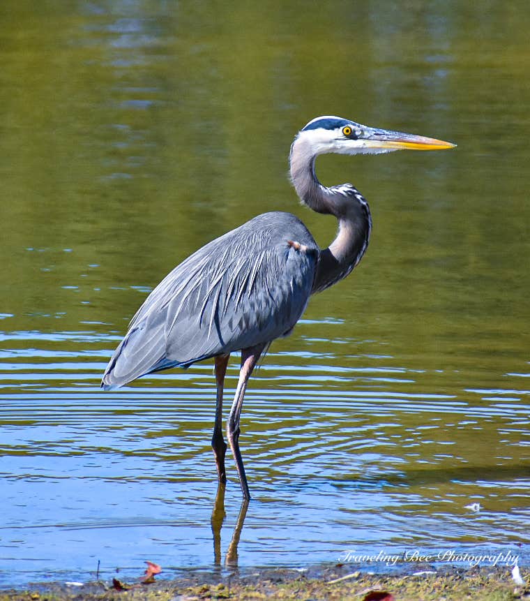 Camper-submitted photo at North Pointe RV Resort near Middlesex, NC