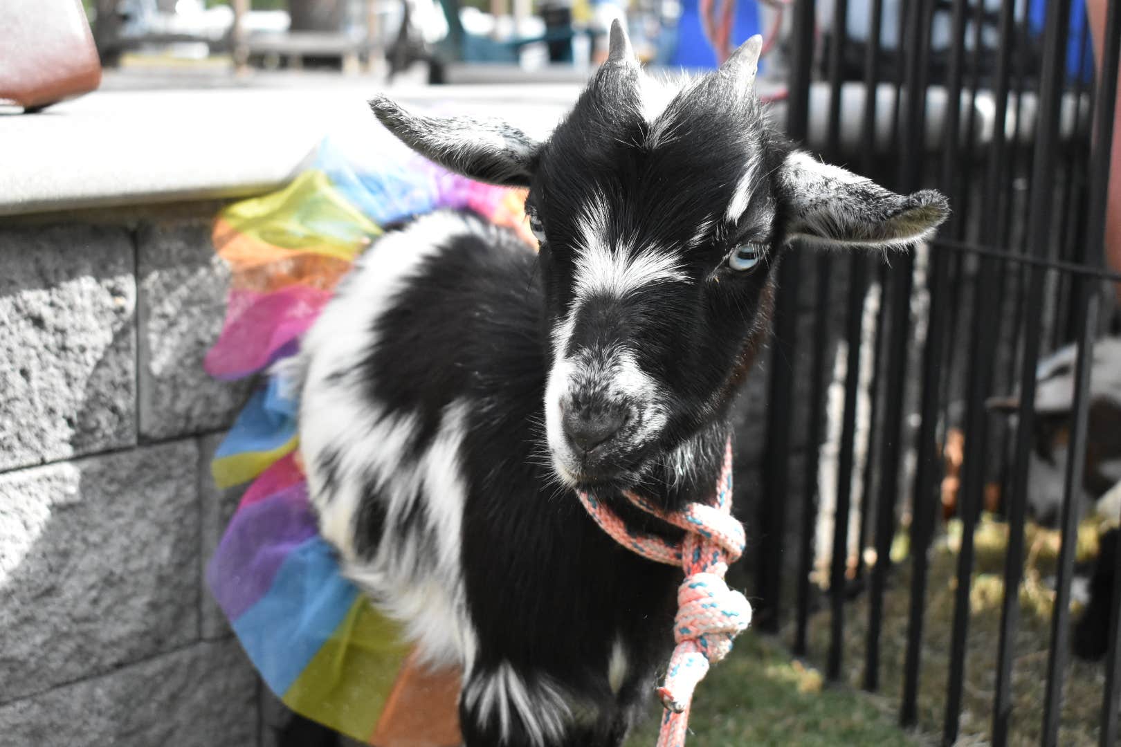Melissa B.'s photo of camping with pets at Virginia Beach KOA near Moyock, NC