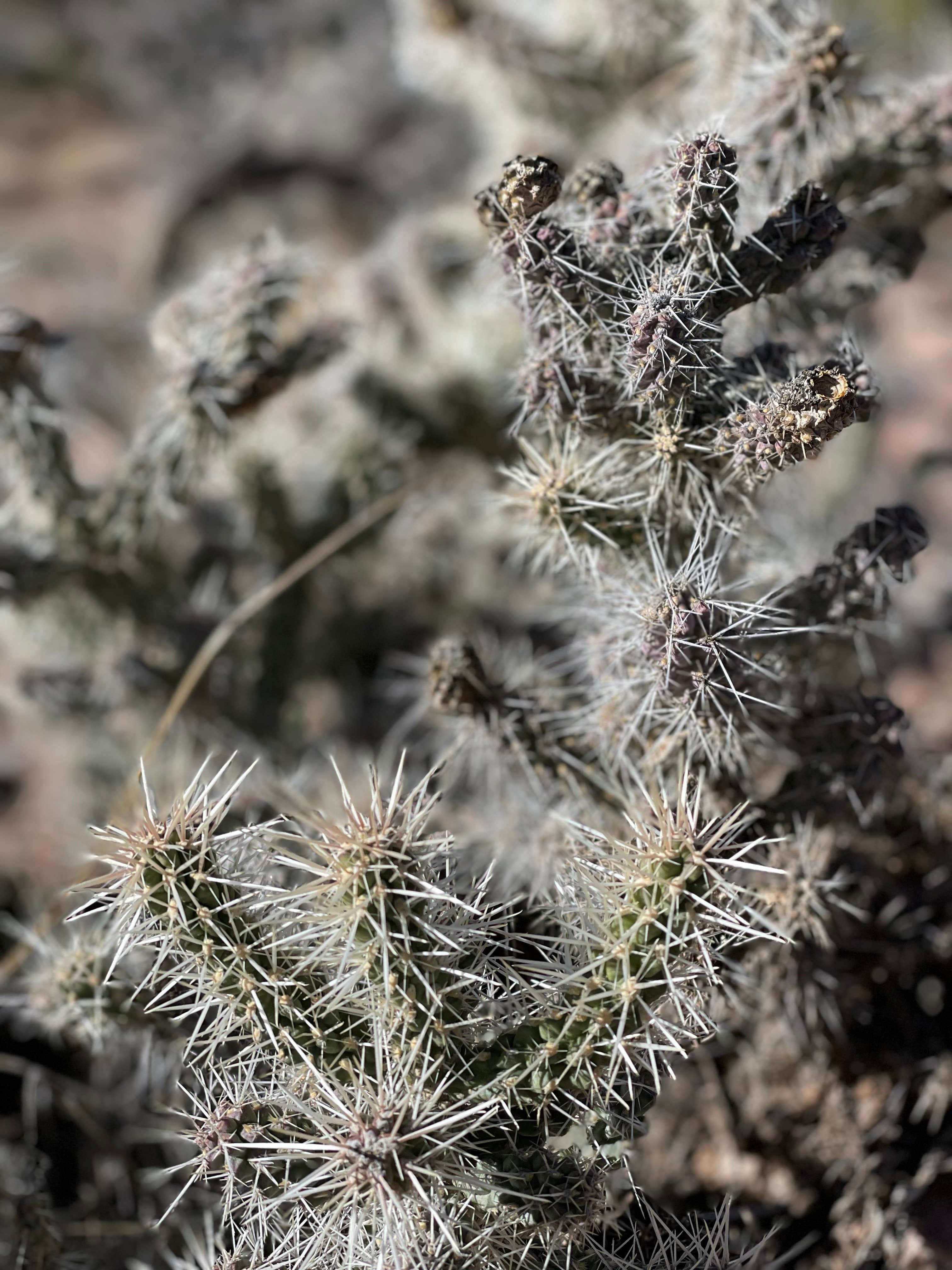Camping near Whipple Cave: Pioche City Park, Pioche, Nevada