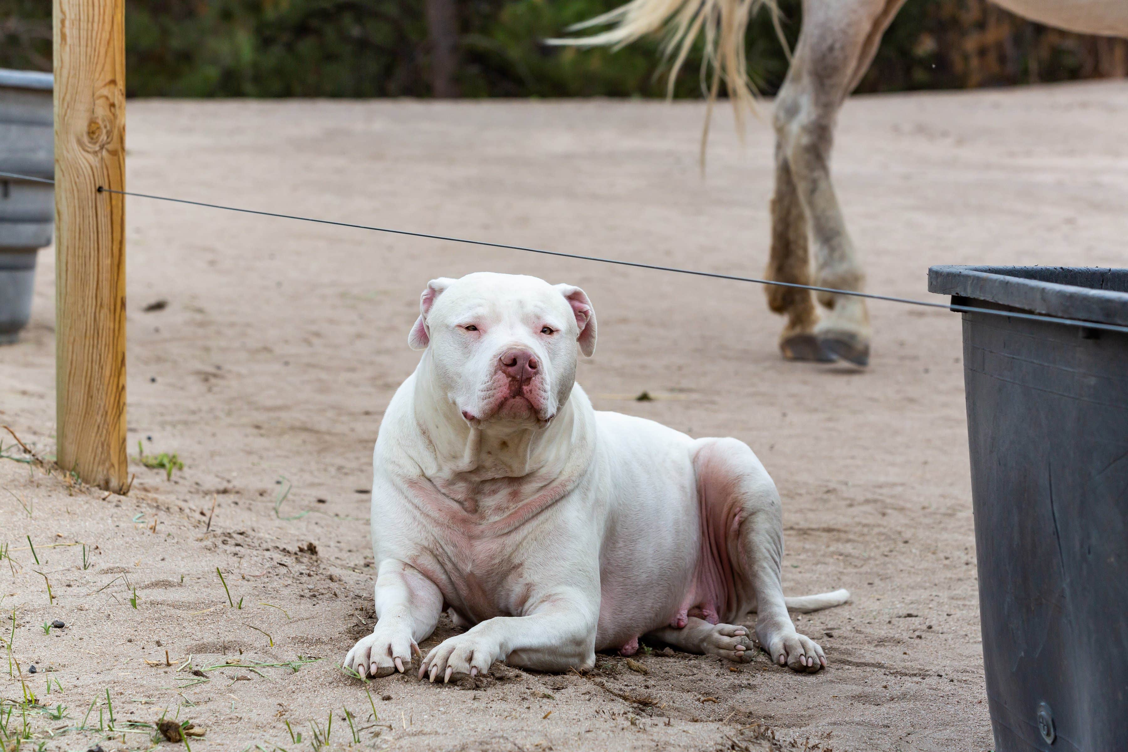 Marni K.'s photo of camping with pets at Treehouse Magic near Cimarron, CO
