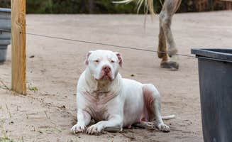 Marni K.'s photo of camping with pets at Treehouse Magic near Parker, CO