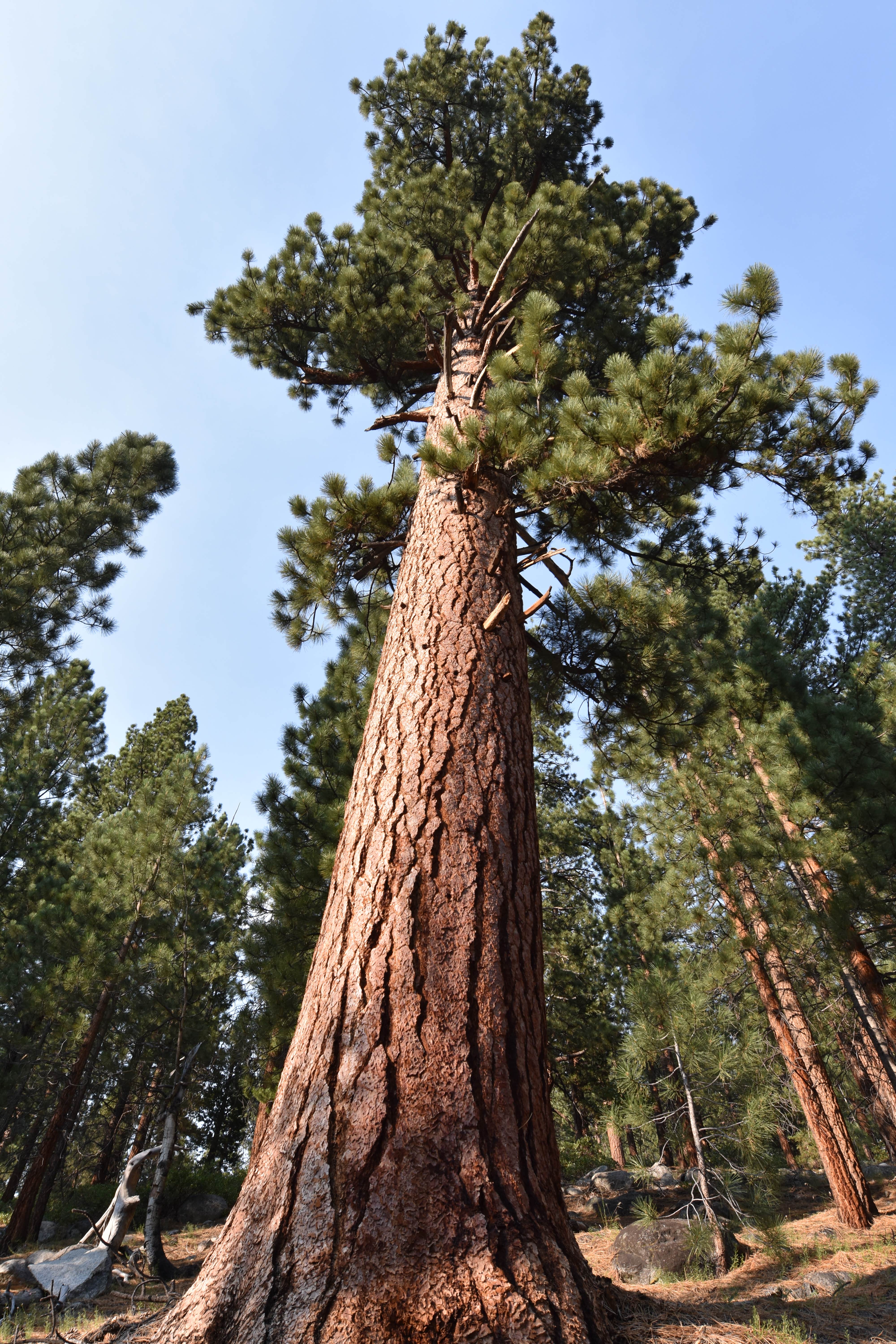 Camper-submitted photo at Florence Lake Dispersed near Big Creek, CA