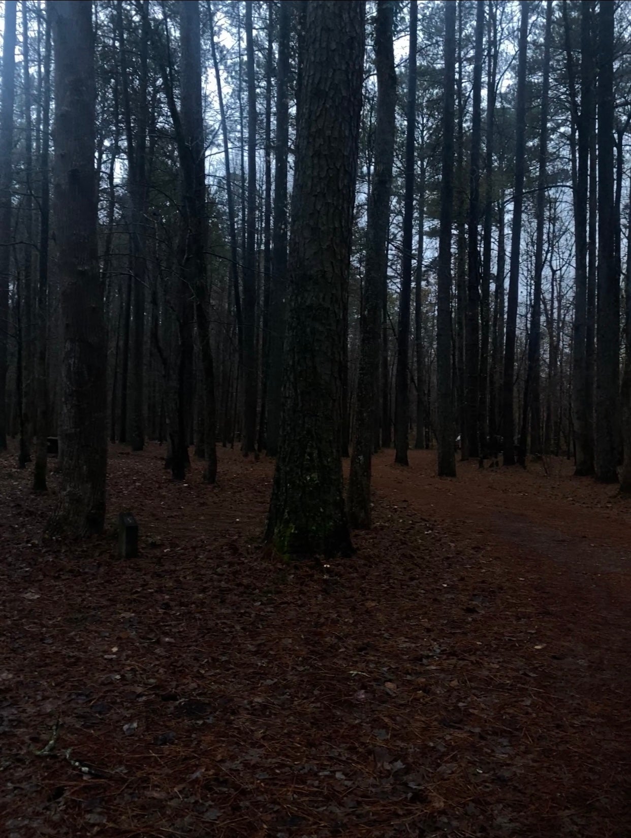 Camper submitted image from Pine Glen Recreation Area - 1