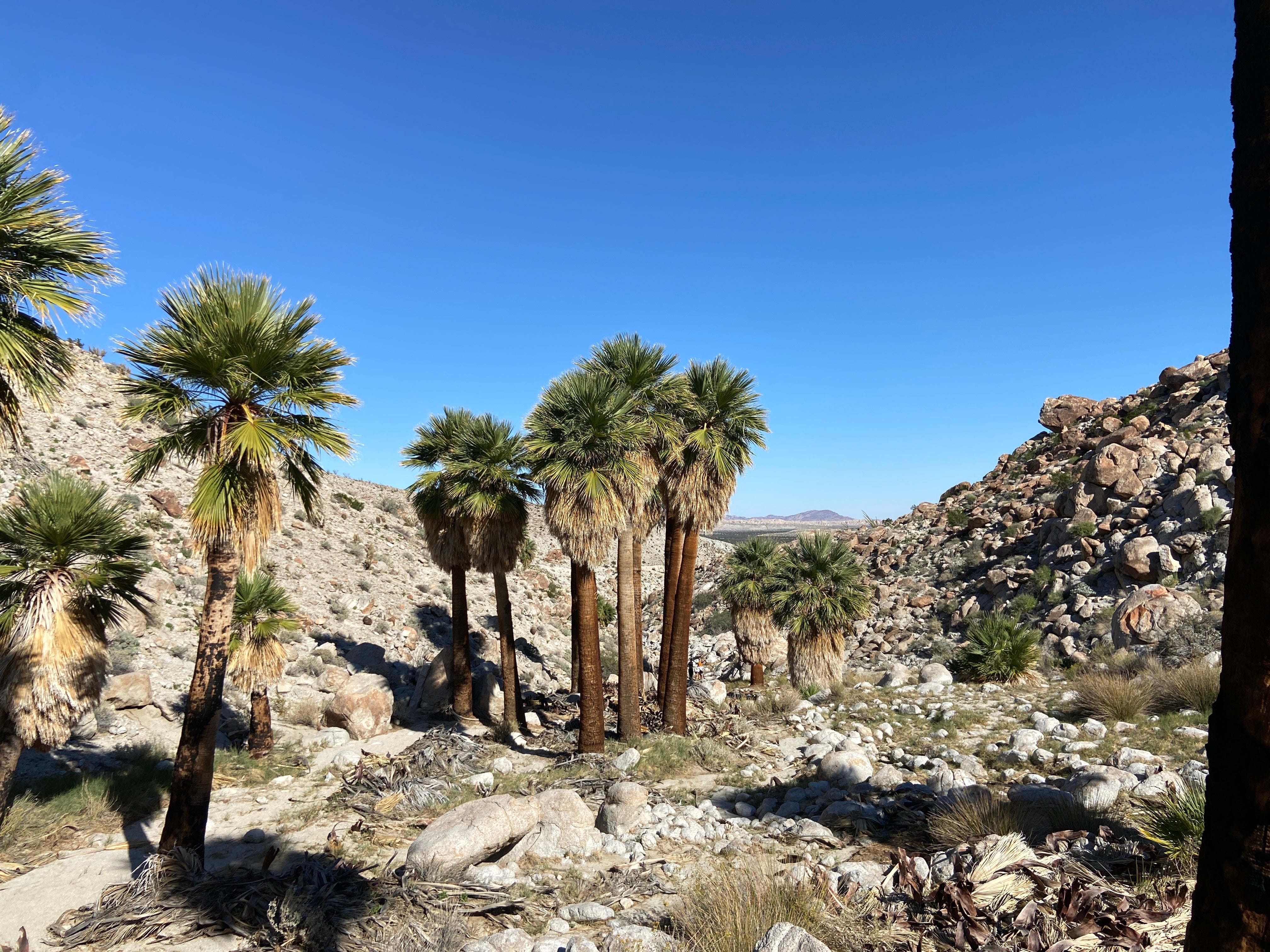 Camper submitted image from Mountain Palm Springs Primitive Campground — Anza-Borrego Desert State Park - 1