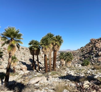 Camper-submitted photo from Mountain Palm Springs Primitive Campground — Anza-Borrego Desert State Park