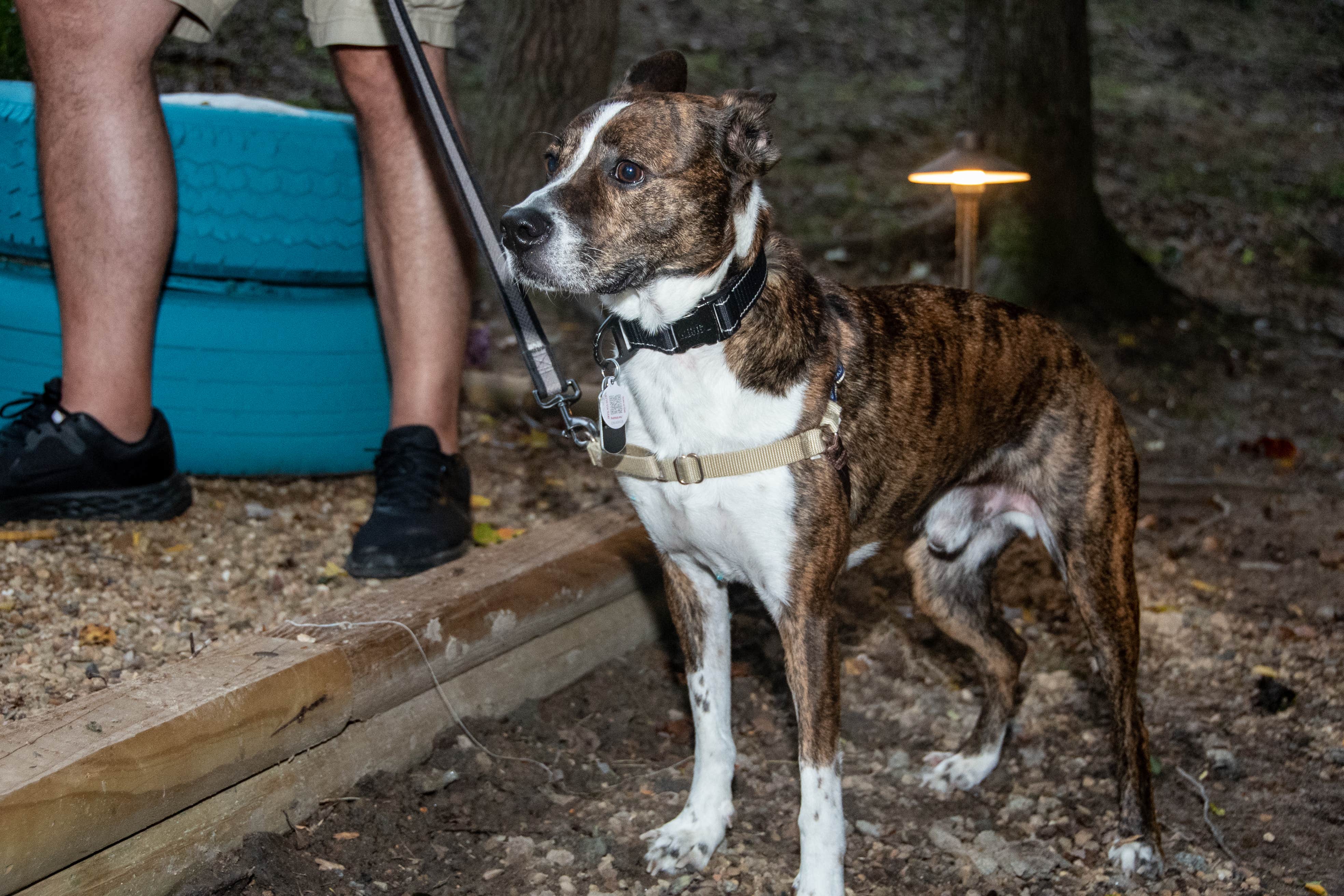 Heather B.'s photo of camping with pets at Boma Rentals near Gastonia, NC