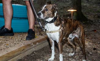 Heather B.'s photo of camping with pets at Boma Rentals near Wingate, NC