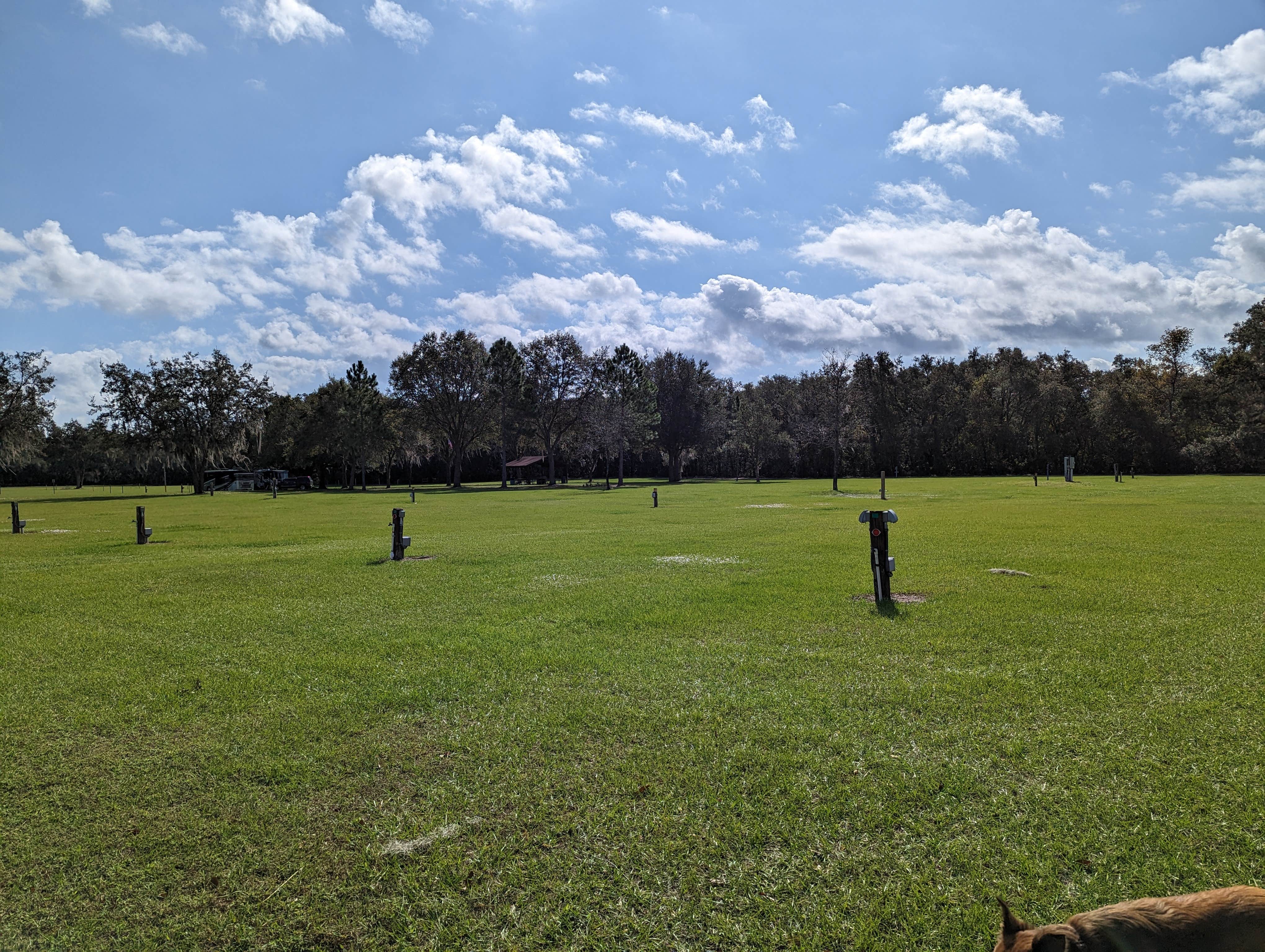 William C.'s photo of camping with pets at Withlacoochee River Park near Zephyrhills, FL