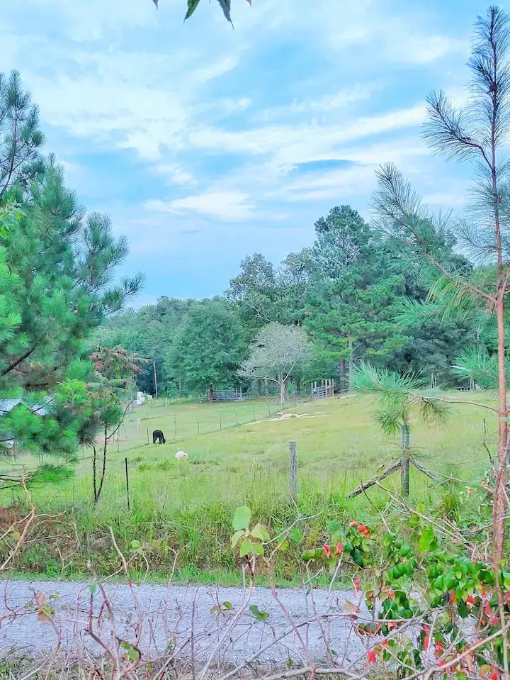 Camper-submitted photo at Sipsey Creek Farm near National Forests in Alabama