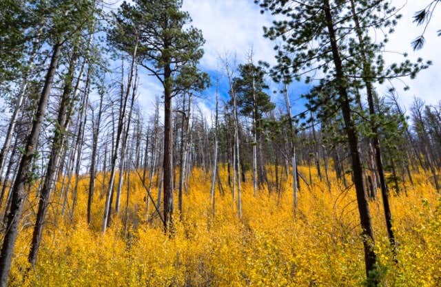 Camper-submitted photo at Lockett Meadow Campground near Flagstaff, AZ