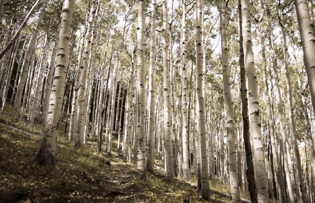 Camper-submitted photo at Lockett Meadow Campground near Flagstaff, AZ