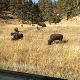 Review photo of Blue Bell Campground — Custer State Park by Danielle R., September 16, 2018
