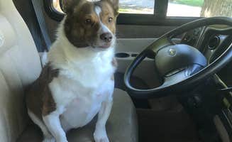 Felicia H.'s photo of camping with pets at Springfield - Route 66 KOA near Springfield, MO