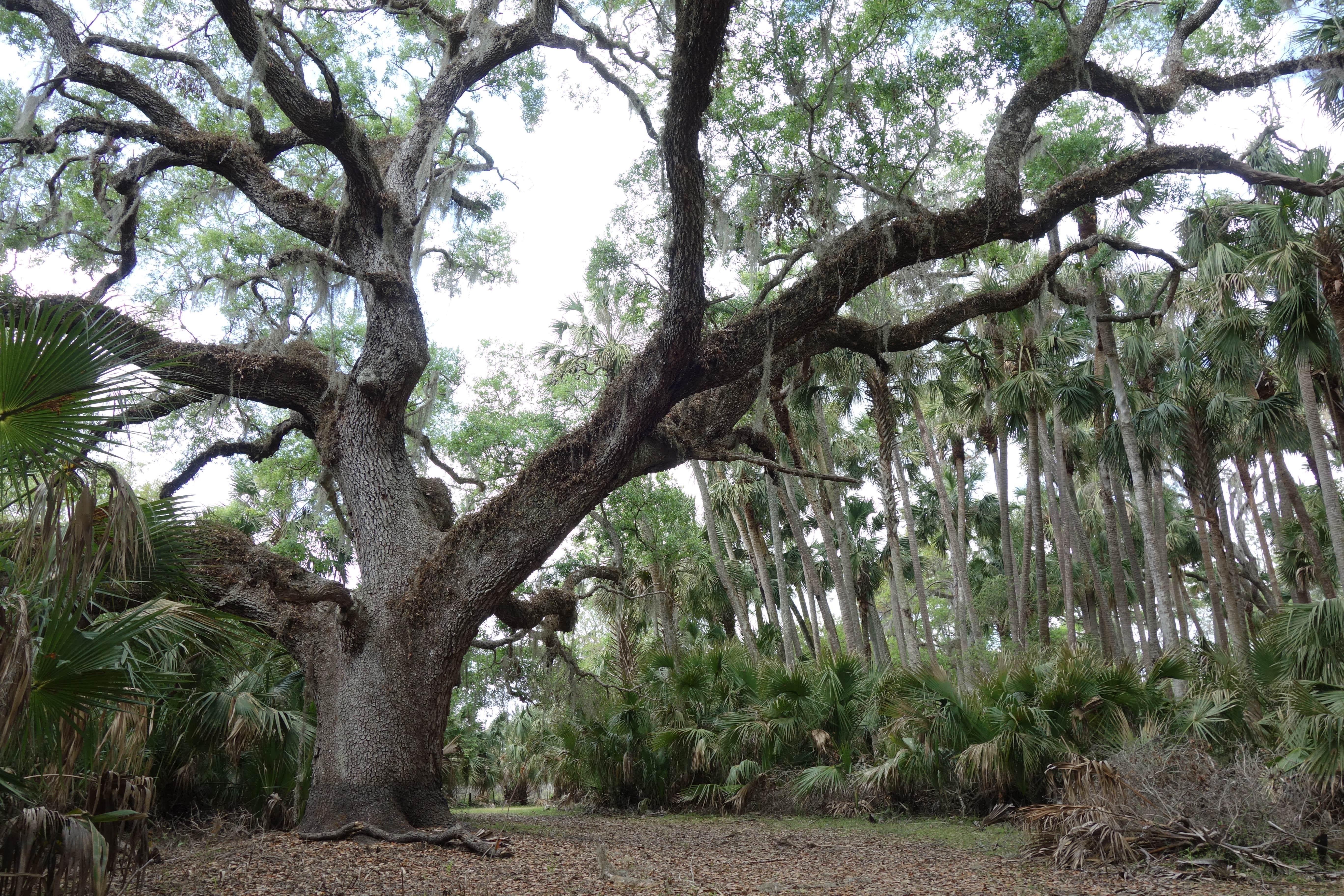 Camper-submitted photo at Hontoon Island State Park Campground near Osteen, FL